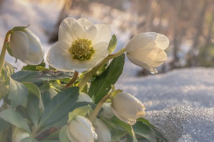 Weiße Blüten im Schnee